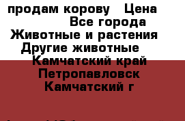 продам корову › Цена ­ 70 000 - Все города Животные и растения » Другие животные   . Камчатский край,Петропавловск-Камчатский г.